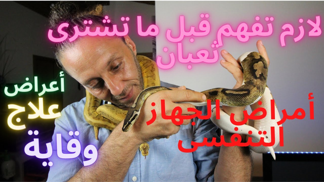 أخطر أمراض الثعابين (عدوى الجهاز التنفسي فى الأفاعى و الثعابين ) شاهد قبل ما تشترى ثعبان و يموت منك
