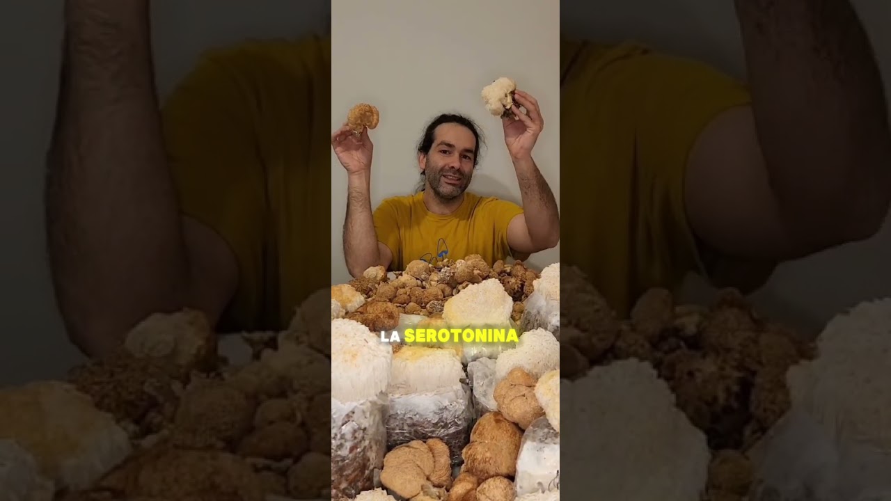 Melena de Le&oacute;n - Un hongo que puede ayudar a la salud y sistema digestivo