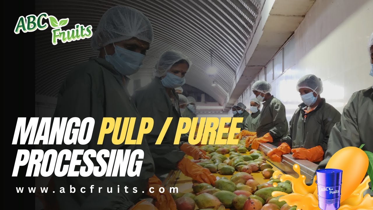 Завод по переработке пюре и концентрата манго Тотапури | ABC Fruits - Индия |