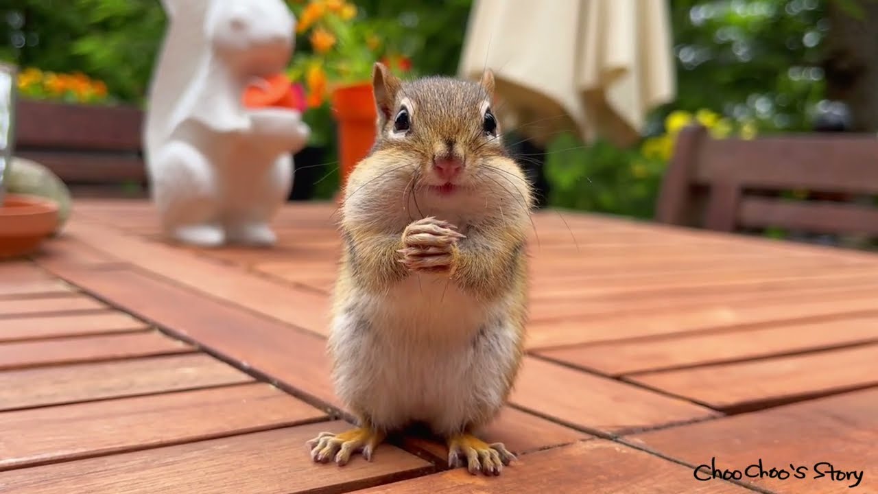 집에 가지도 않고 내 주변을 맴도는 아기 다람쥐 Baby Chipmunk Likes To Hang Around Instead Of Going Home
