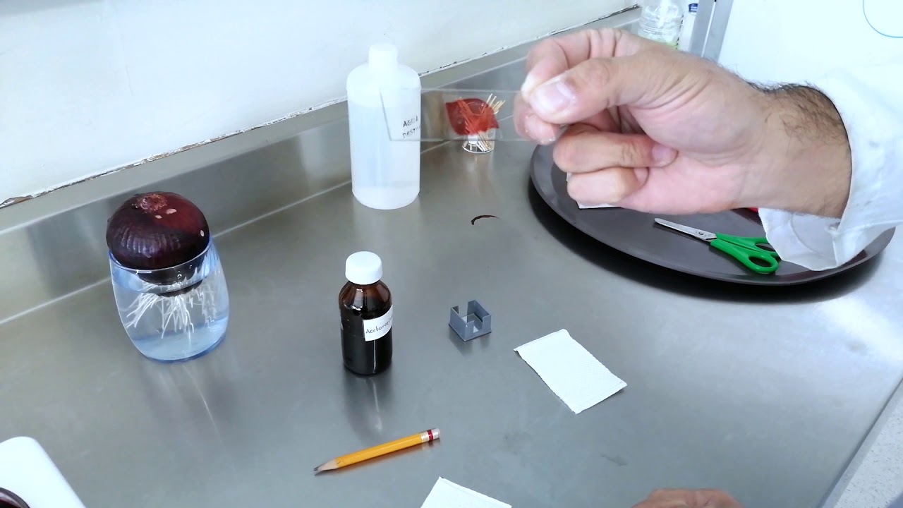 Observación de las etapas de la mitosis