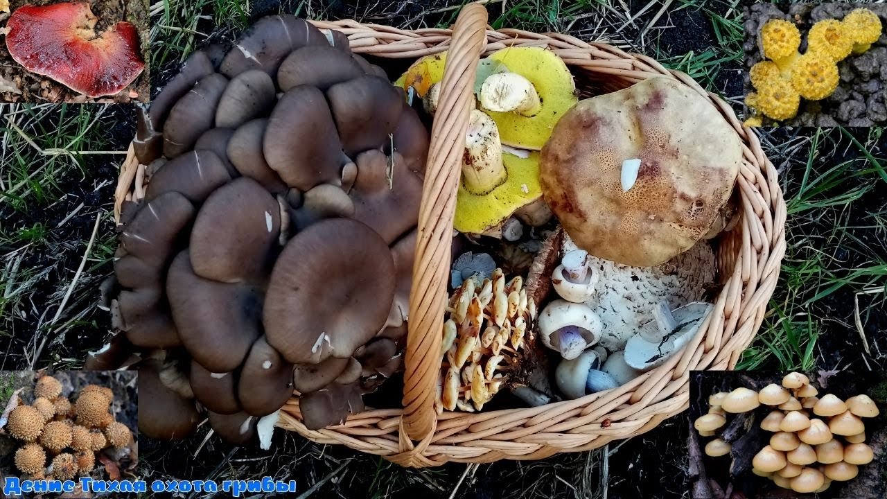 Синеножка, фламмулина фенны, жёлтые боровики, говорушка подогнутая и много других грибов