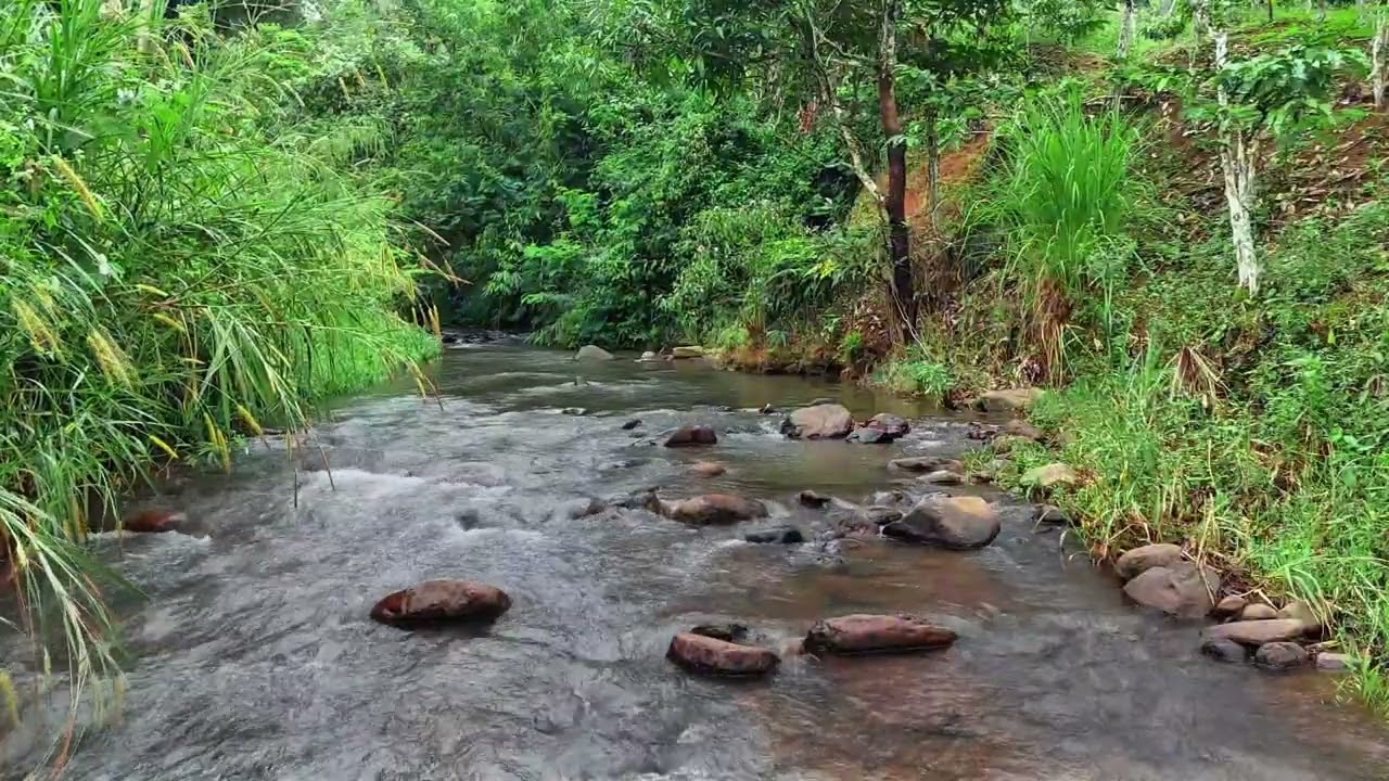 Peaceful Jungle River Sounds for Relaxation and Inner Balance