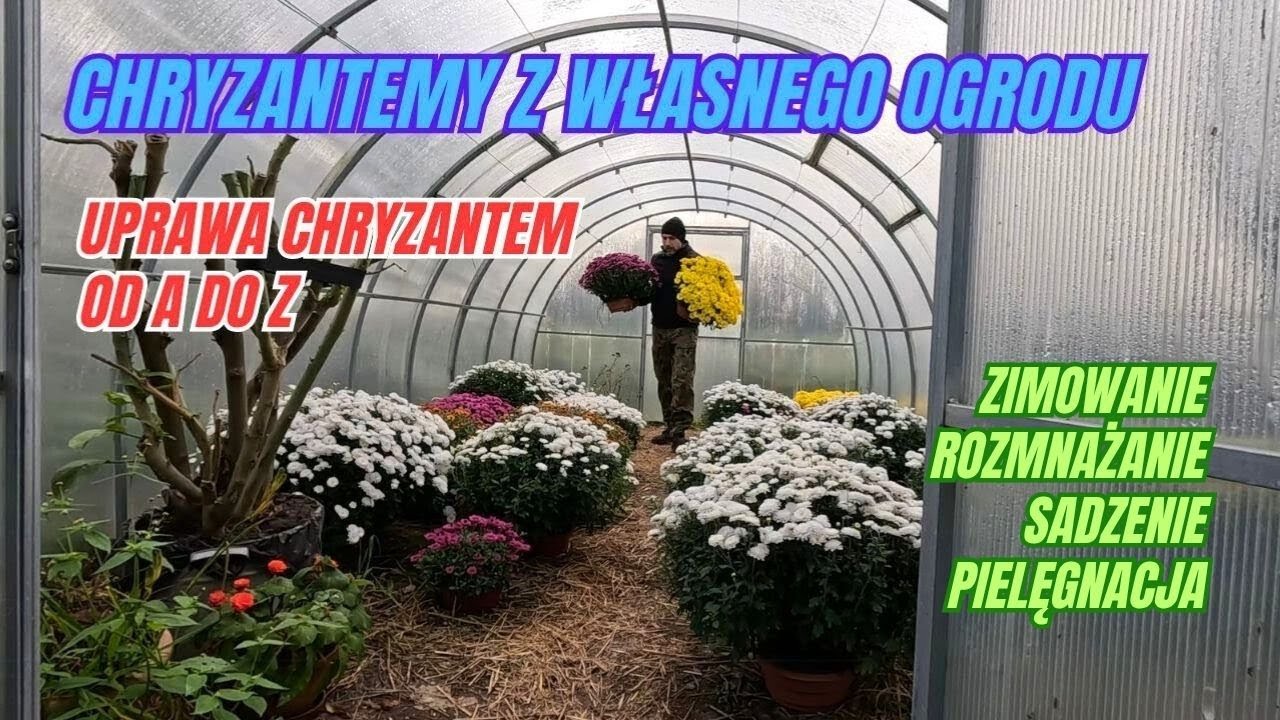 Jak uprawiać chryzantemy w ogrodzie &ndash; poradnik dla początkujących. Zimowanie, rozmnażanie, sadzenie.