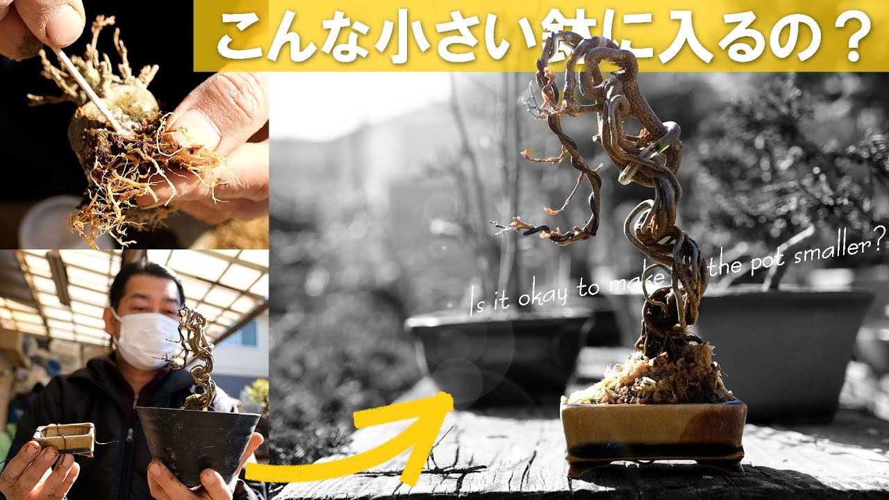 【楓】こんなに小さい鉢に植えるの？根上がり＆超ミニ楓の植え替えと根作り【盆栽Q】