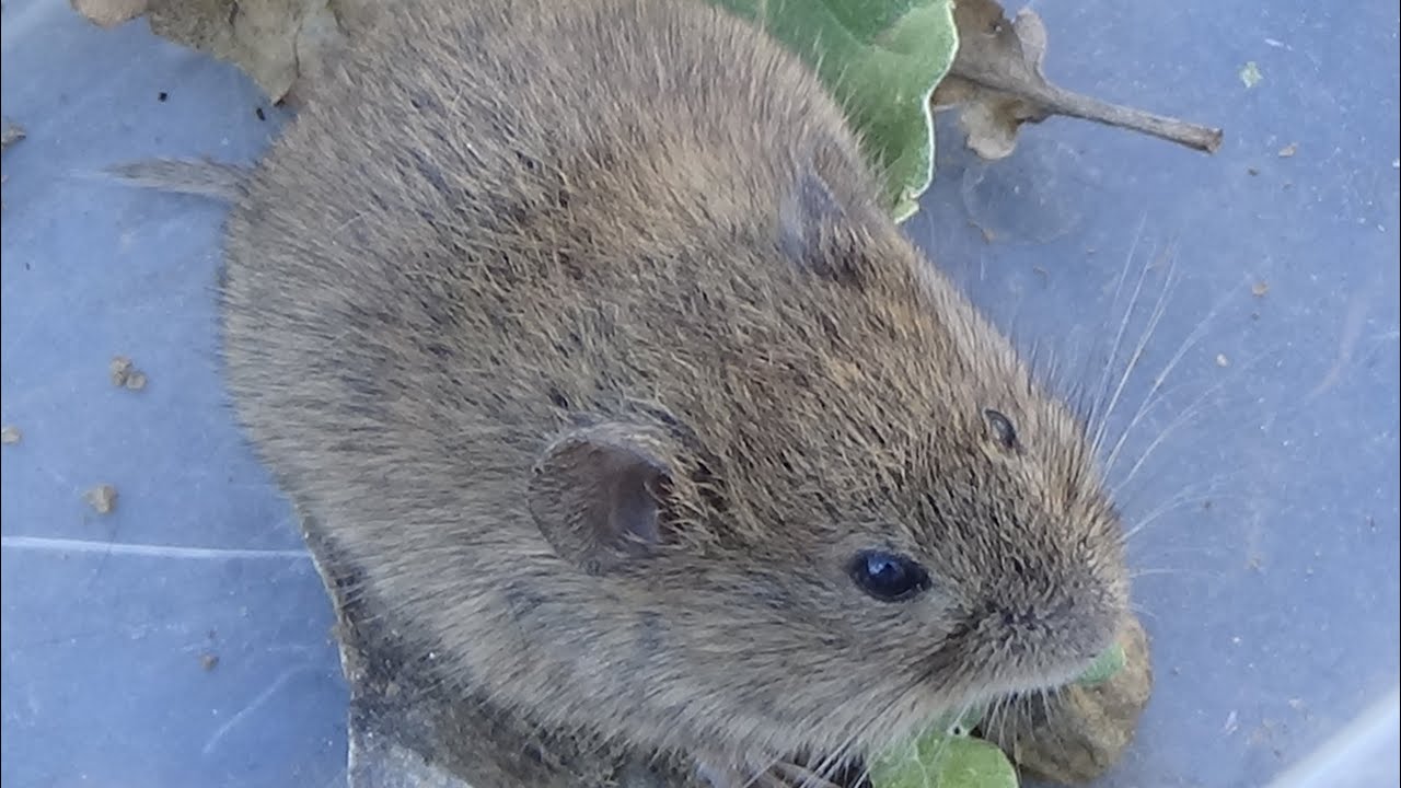 Topillo campesino (Microtus arvalis). &iexcl;Puro amor! GONZALO.