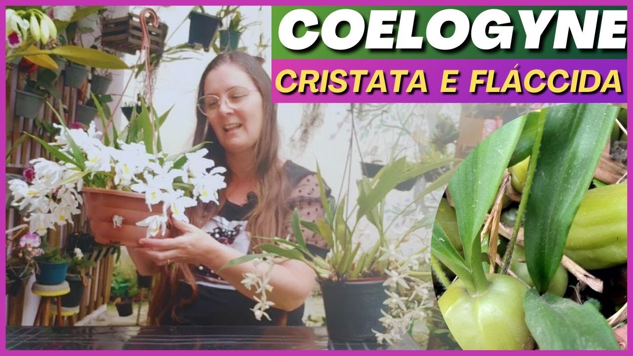 🟣 ORQUÍDEAS: O SUBSTRATO que funcionou com minha COELOGYNE CRISTATA e a FLÁCCIDA | #coelogyne