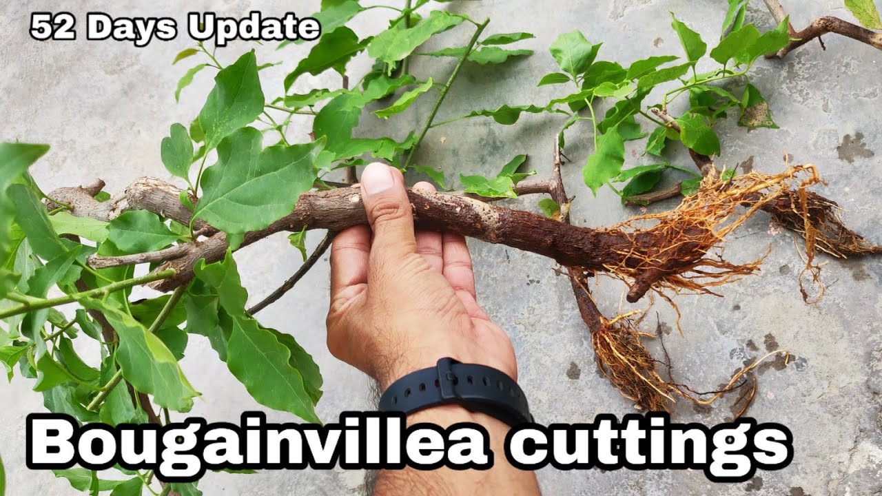 Easiest way to grow Bougainvillea cuttings, Bougainvillea cutting to Bonsai | The One Page