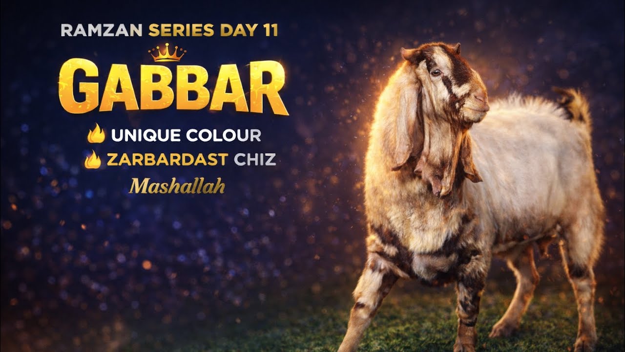 Ramzan series day 10 | gabbar is back | khan Goat Farm mumbra #deonarmandi #goat #fyp 