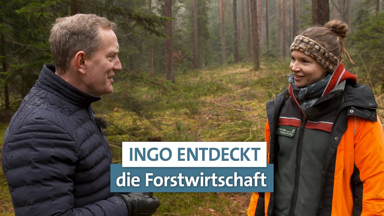 Wo kommt unser Holz her? | Ingo entdeckt | LIGNA.TV #wald #holz