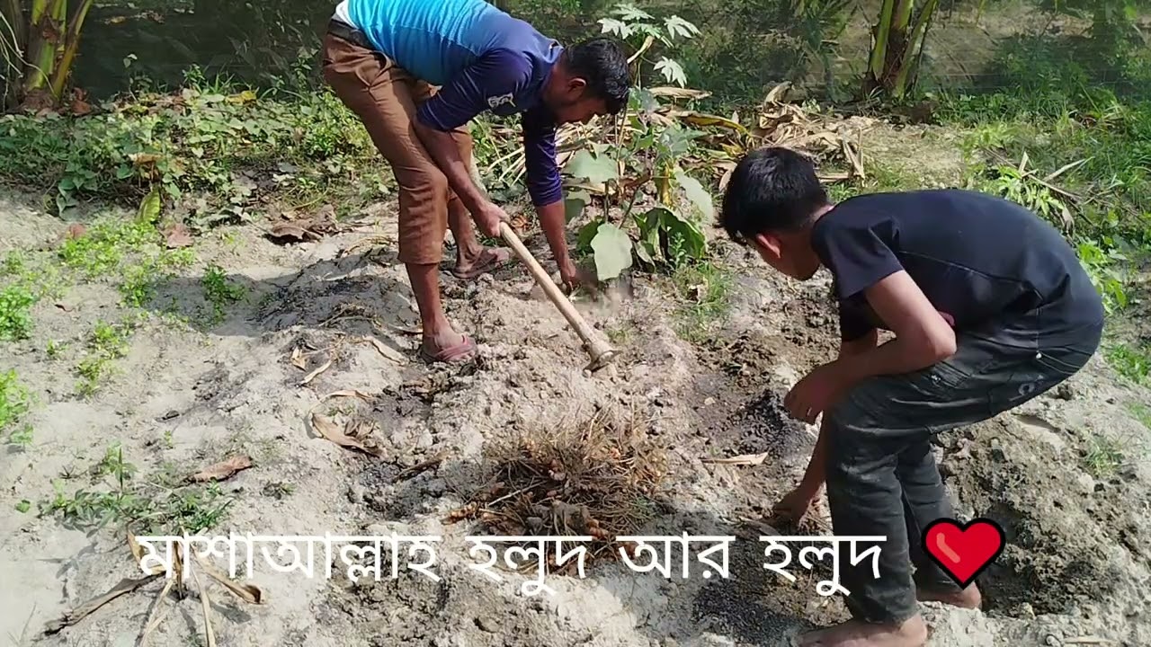 কিভাবে হলুদ চাষাবাদ করে বেশি লাভবান হবেন ❤️ #viralreelschallenge #Mixed Farming #gardening