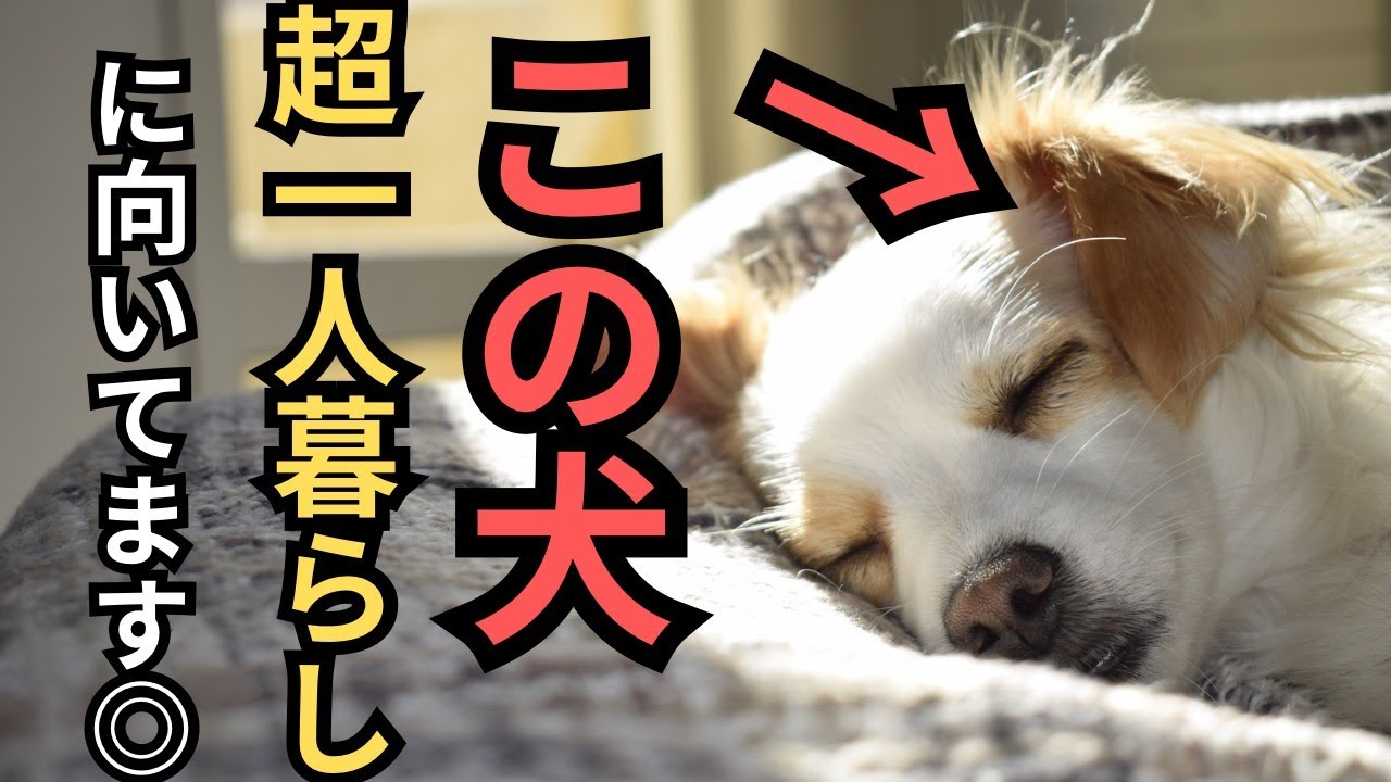 【必見】超絶飼いやすい!!　一人暮らしでも飼いやすい犬5選