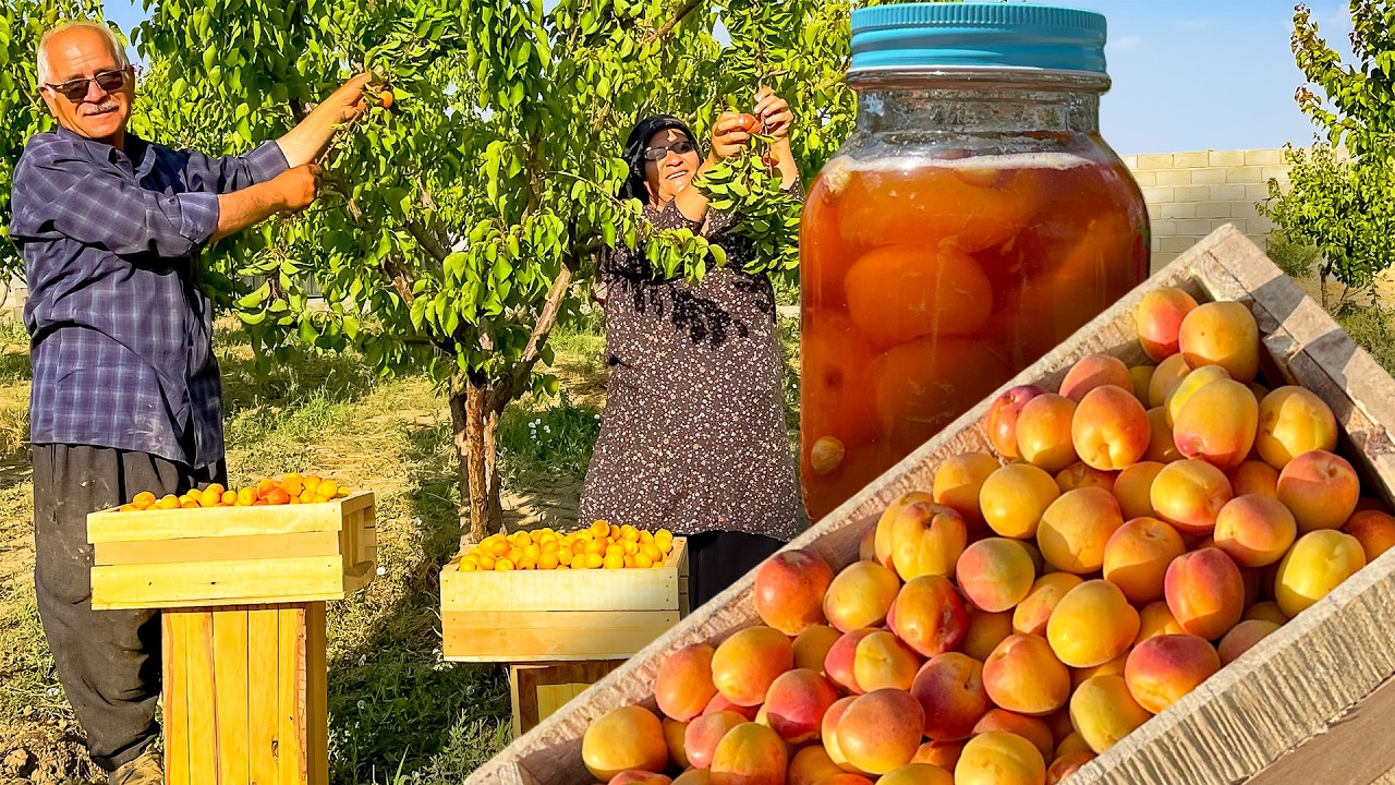 apricot jam🍯Picking 50 kilos of apricots from the garden and preparing apricot jam without additives
