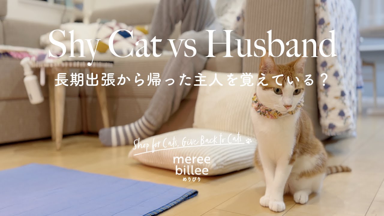 男性が苦手な猫｜長期出張から帰った主人を覚えている？