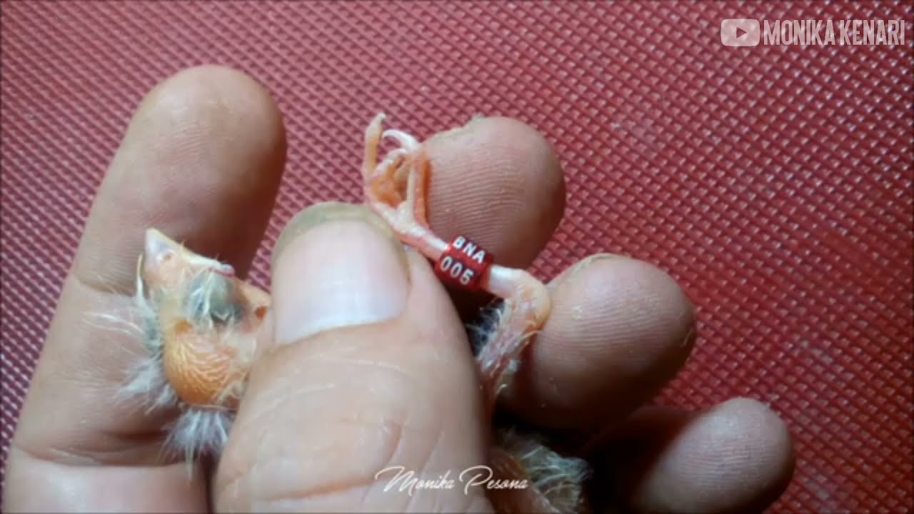 Canary Ring