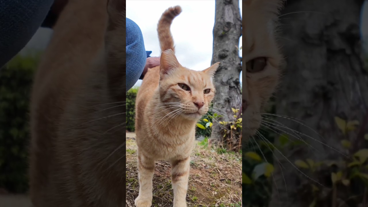 公園の仲良し猫二人組がやってきた