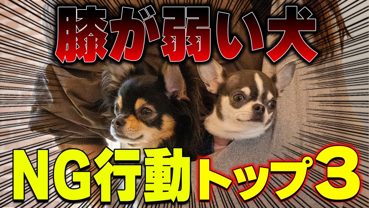 【危険です】膝が弱い犬にしてはイケナイ扱い方！