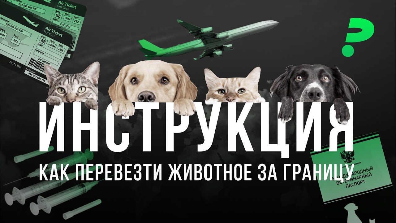 Инструкция: как перевести домашнее животное за границу
