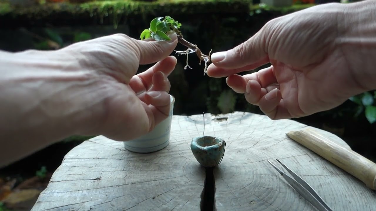 持山からゴンズイの苗木を山採りして小さな盆栽を作る  ♯459