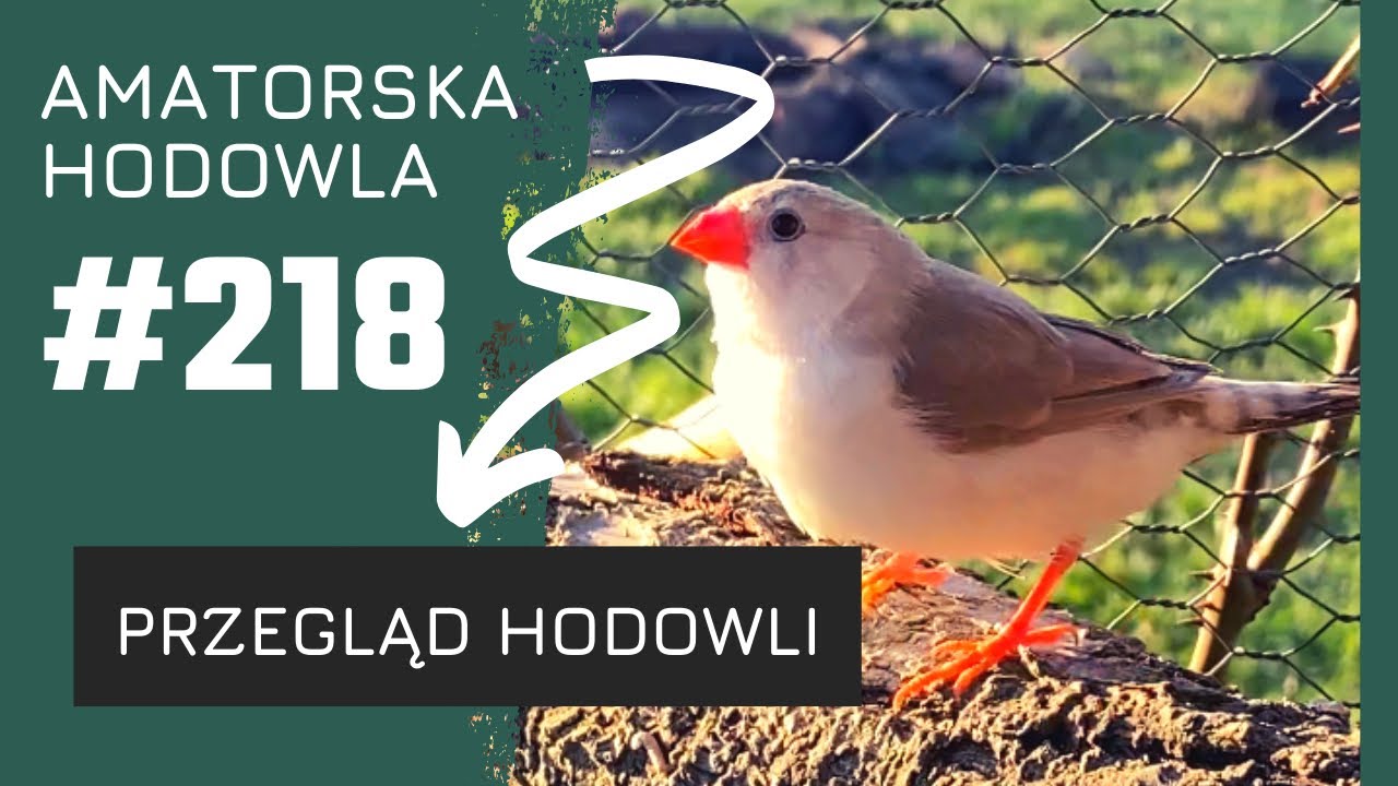 #218 - Przegląd hodowli .. nowe ptaki; bociany kostkowe; zeberki