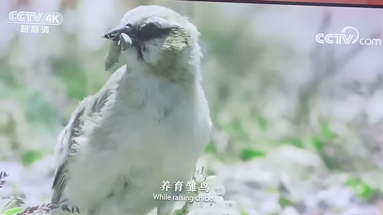 张将军出事后国内人真实反映之反思