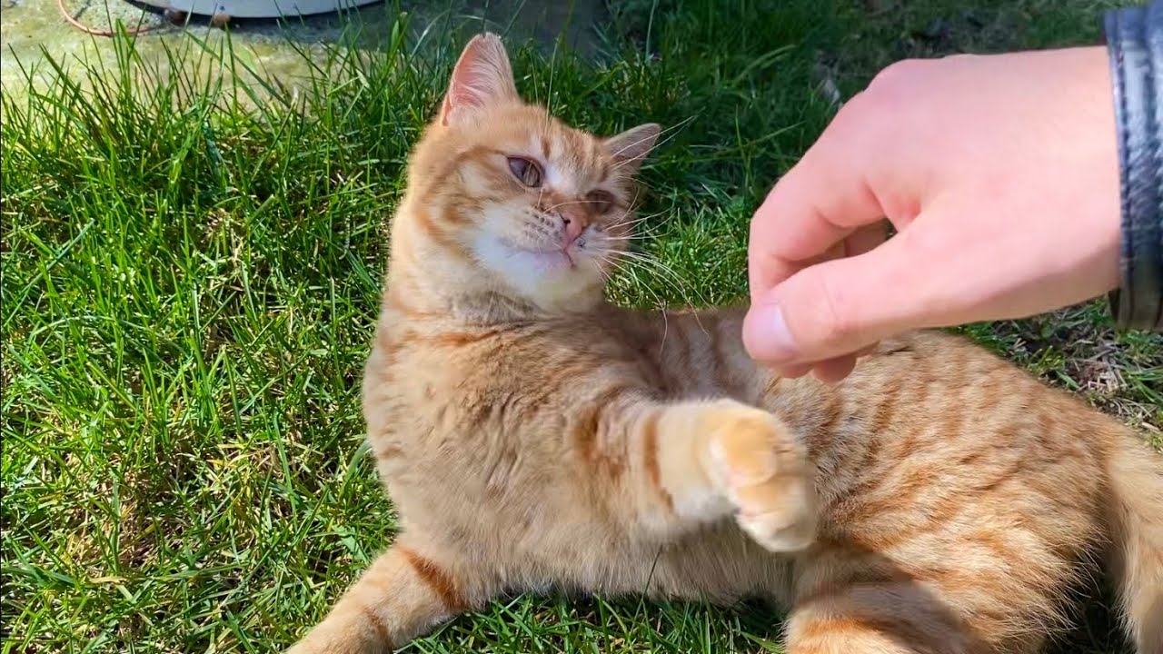 The most beautiful cats in the world live in this park.
