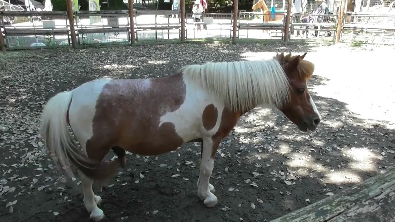 智光山公園の動物園にいた、可愛いお馬ちゃん達　2024年6月16日