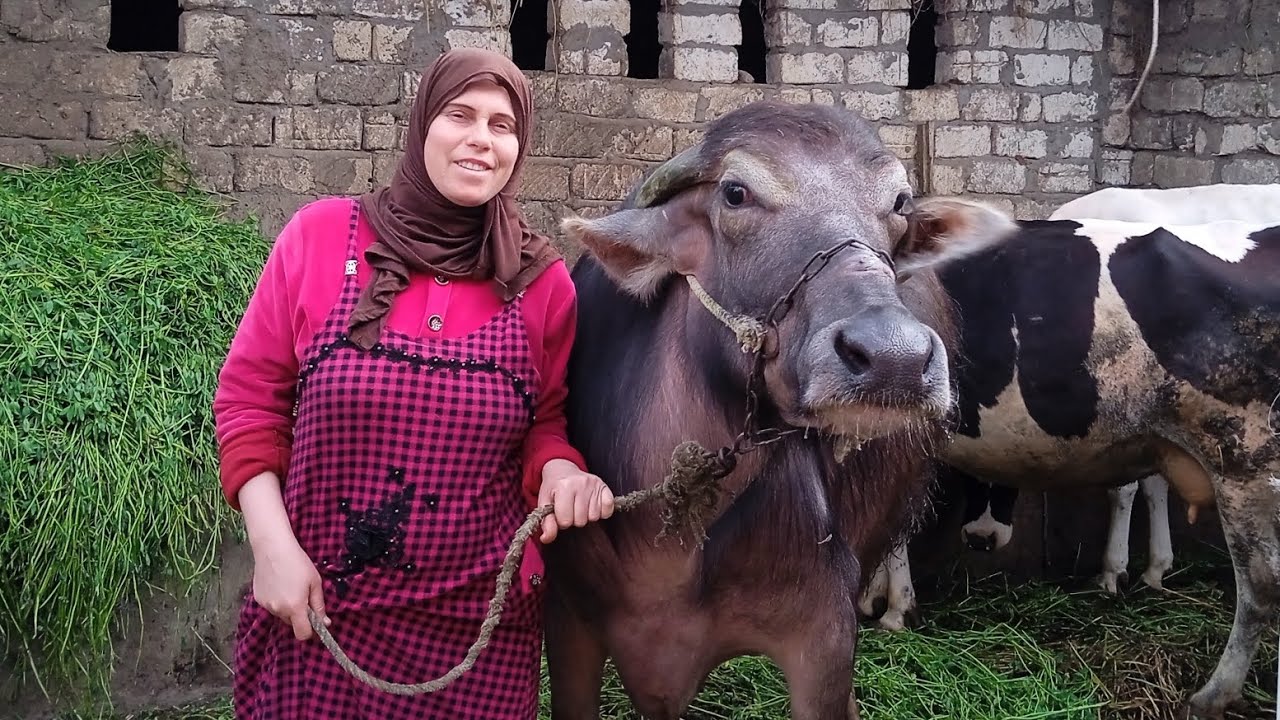 روتين الفلاحين بعد العصر فى رمضان