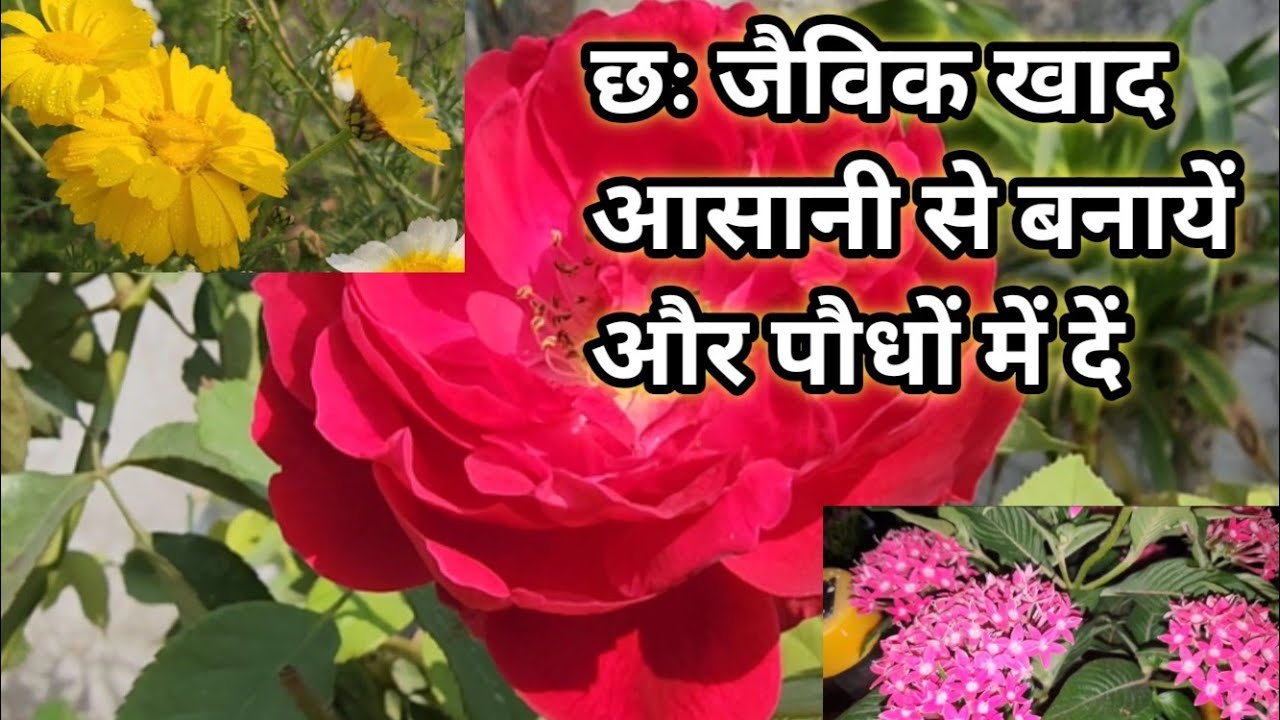TOP 6 ORGANIC FERTILIZER !! पौधों के लिये अच्छी खाद जो आप आसानी से बना सकते हैं