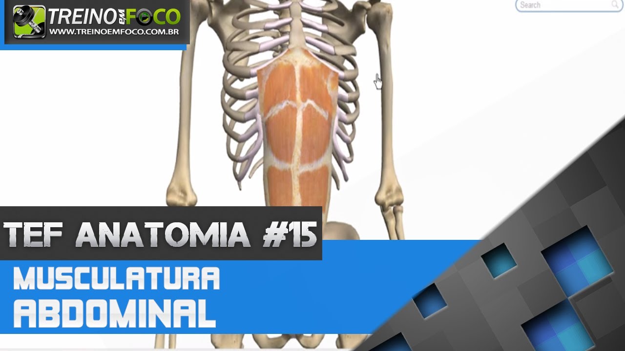 Treino em FOCO Anatomia #15 - Musculatura da parede abdominal