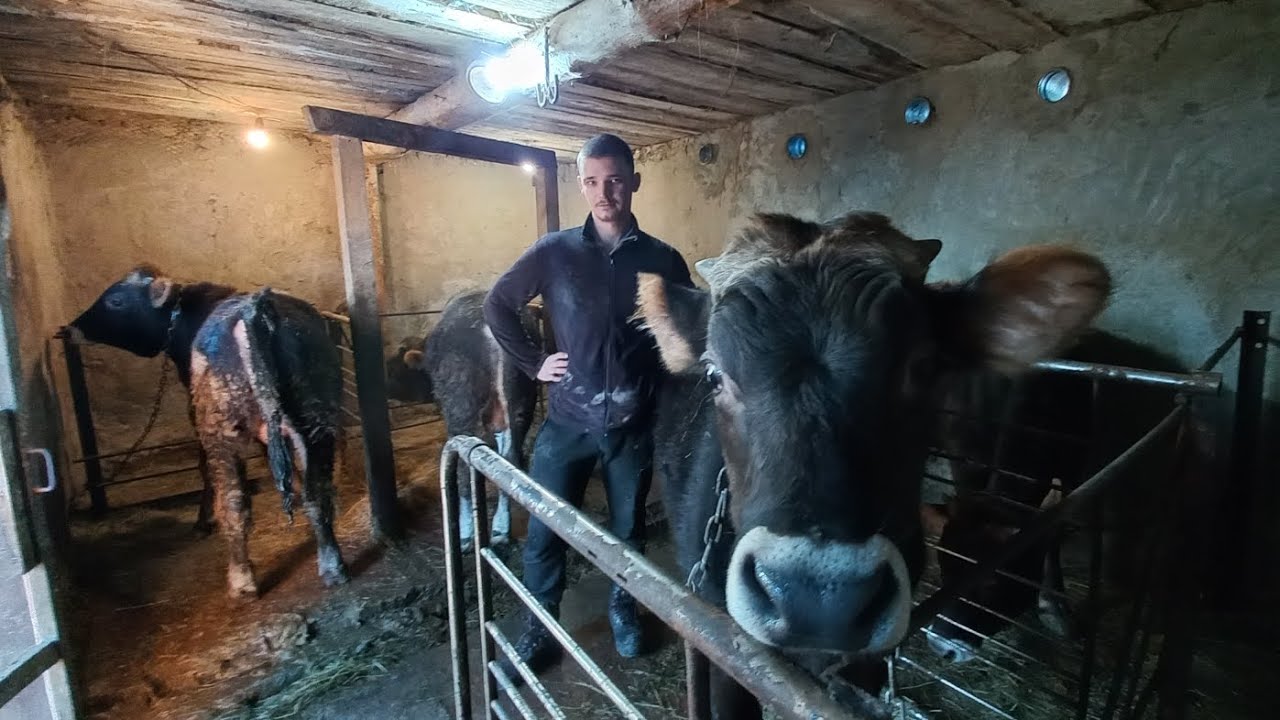 Бички Brown Swiss на відгодівлі. Де купляв телят? Прирости за місяць. Простий раціон.