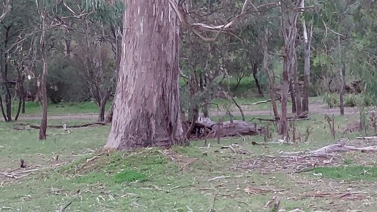 Viendo canguros por primera vez en Australia