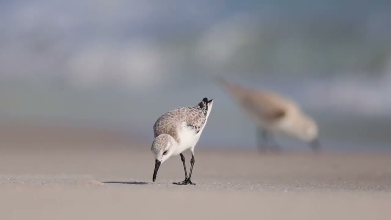 Florida Shorebirds Feeding