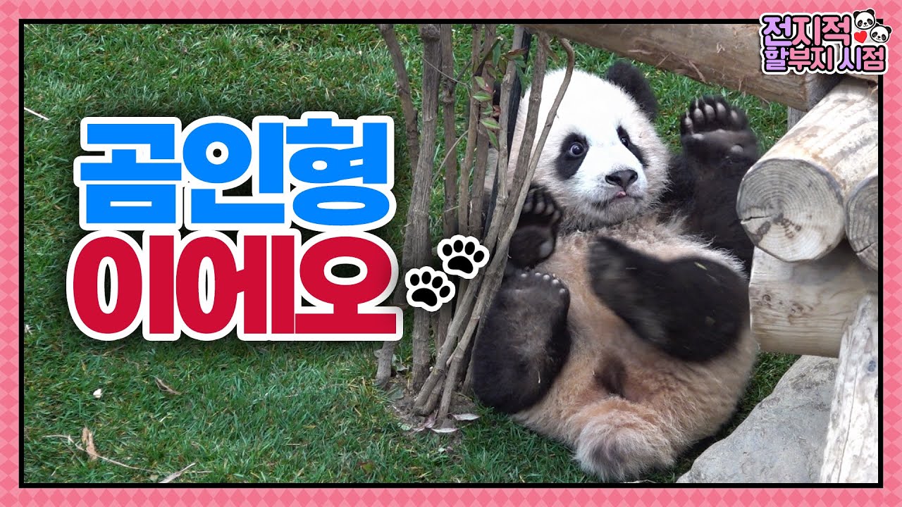 (SUB) Малыши панды получают много любви от мамы🐼│Мир панд
