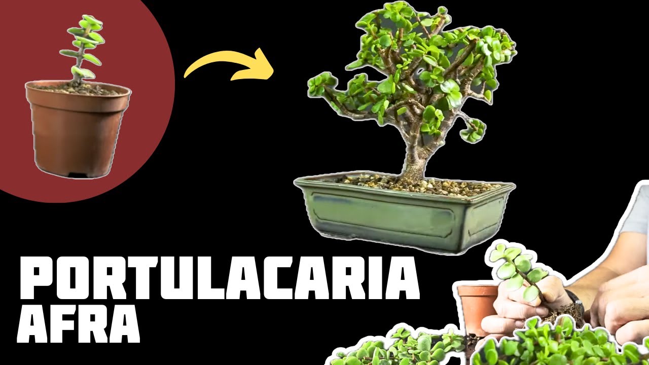 Portulacaria Afra – Le bonsaï idéal pour débuter avec une plante succulente ! 🌱 NEJIKAN BONSAI 🌱