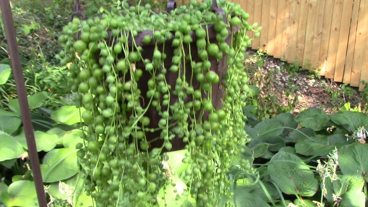 When Your String of Pearls Tells You It’s Thirsty