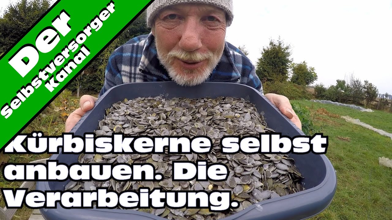 Kürbiskerne anbauen und verarbeiten. Ein Highlight meiner Gartenkunst.