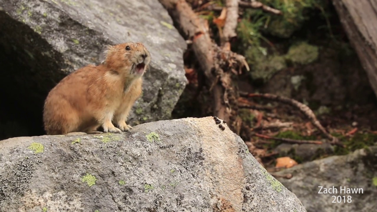 American Pika Calling