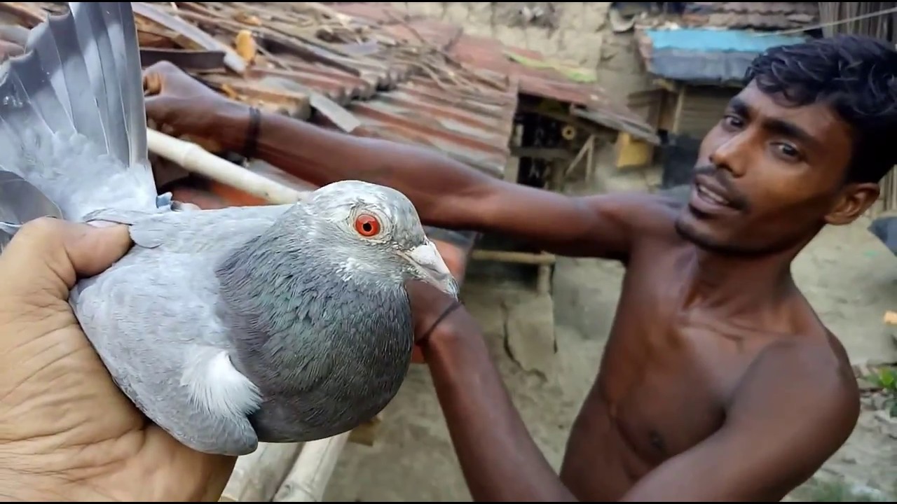MADRASI PIGEONS FLYING IN SUMMER MORNING / গরমকালের কবুতর (পায়রা ) উড়ানো দেখুন