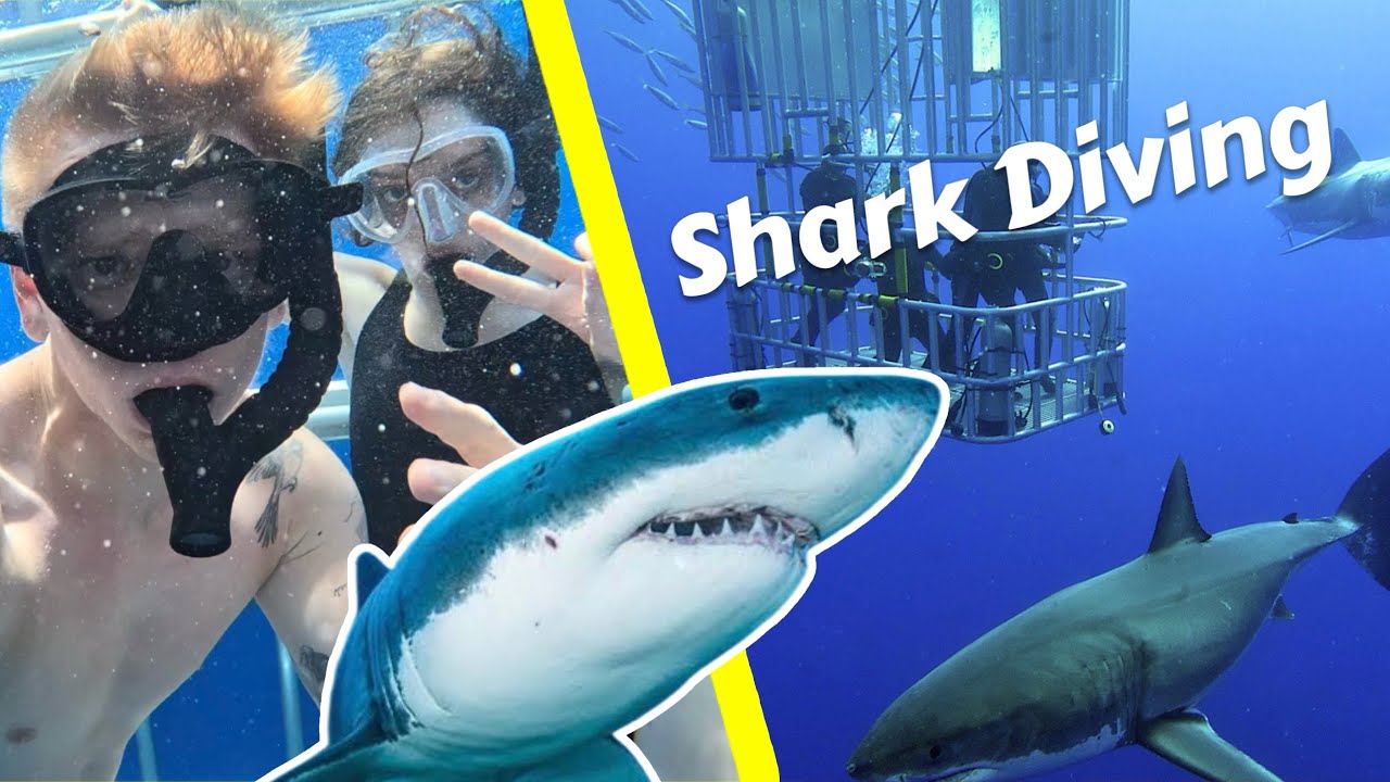 Shark diving in Hawaii 