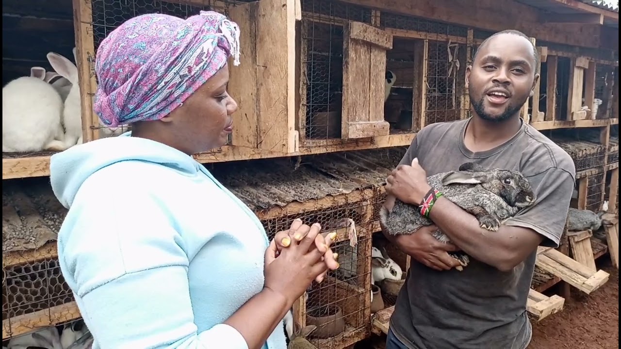 How to Farm Rabbits in Large Scale...* VERY INSPIRING*
