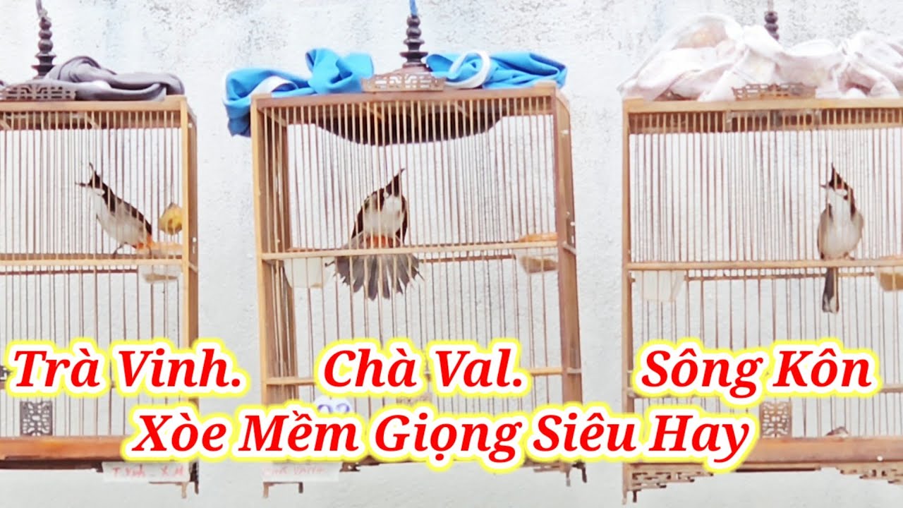 Trà My  22/1 #chaomaotranphuong#chaomaotranphuongquannam