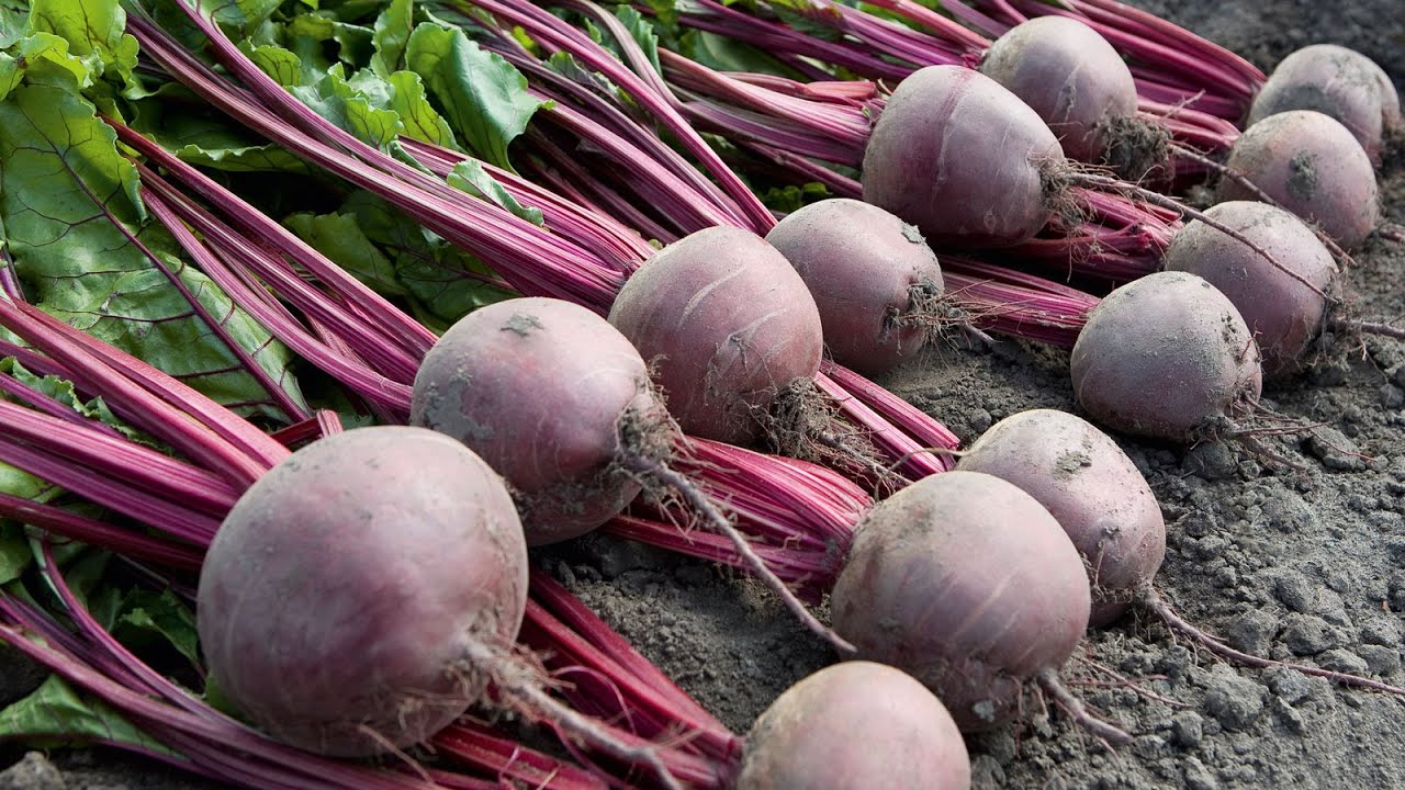 How to Harvest Red Beet? - Red Beet Farming & Red Beet Harvesting - Red Beet modern agriculture