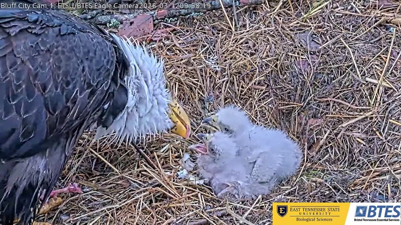 Breakfast in the rain -- Bluff City Cam 2026 03 12
