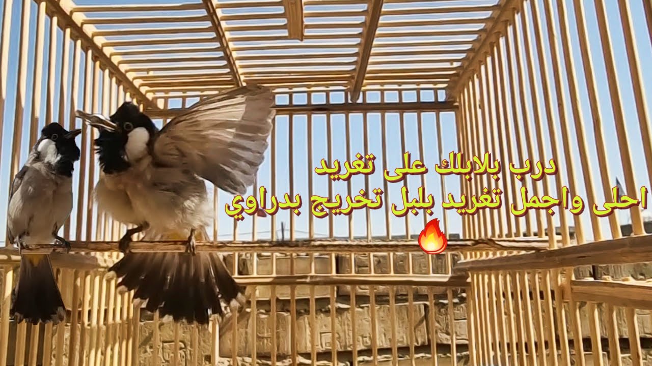 أقوى تغريد بلبل لدريب لبلابل على تغريد خرج بلابلك صح ✔️✅️