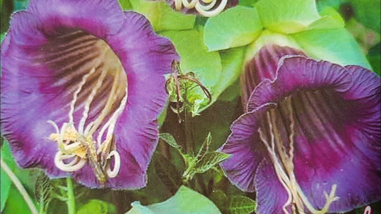 Growing beautiful Cobaea vine from seed