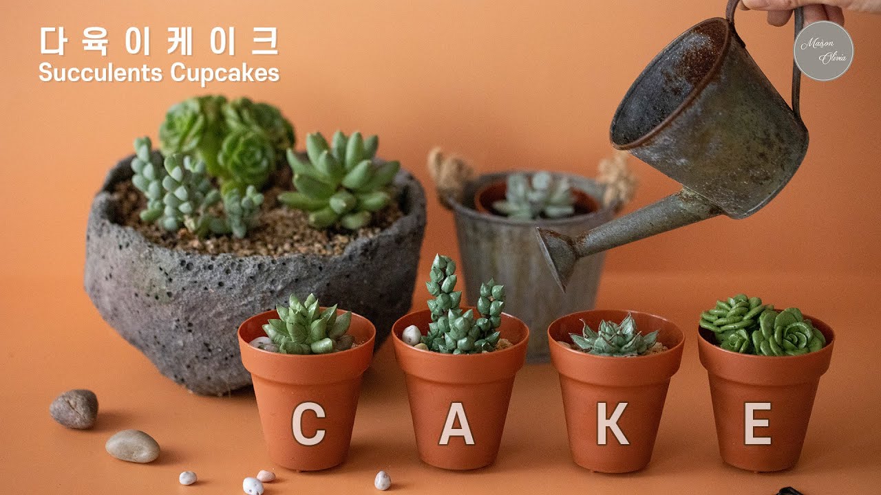 먹을 수 있는 다육이 케이크 [ Succulents Cupcakes] 엄마에게 선물해요
