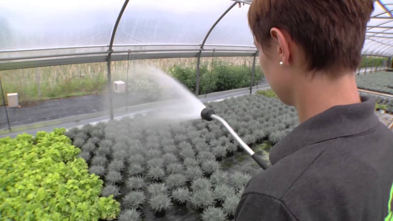 Blumen und Garten Haberler | Ideen mit Blatt und Bl&uuml;te