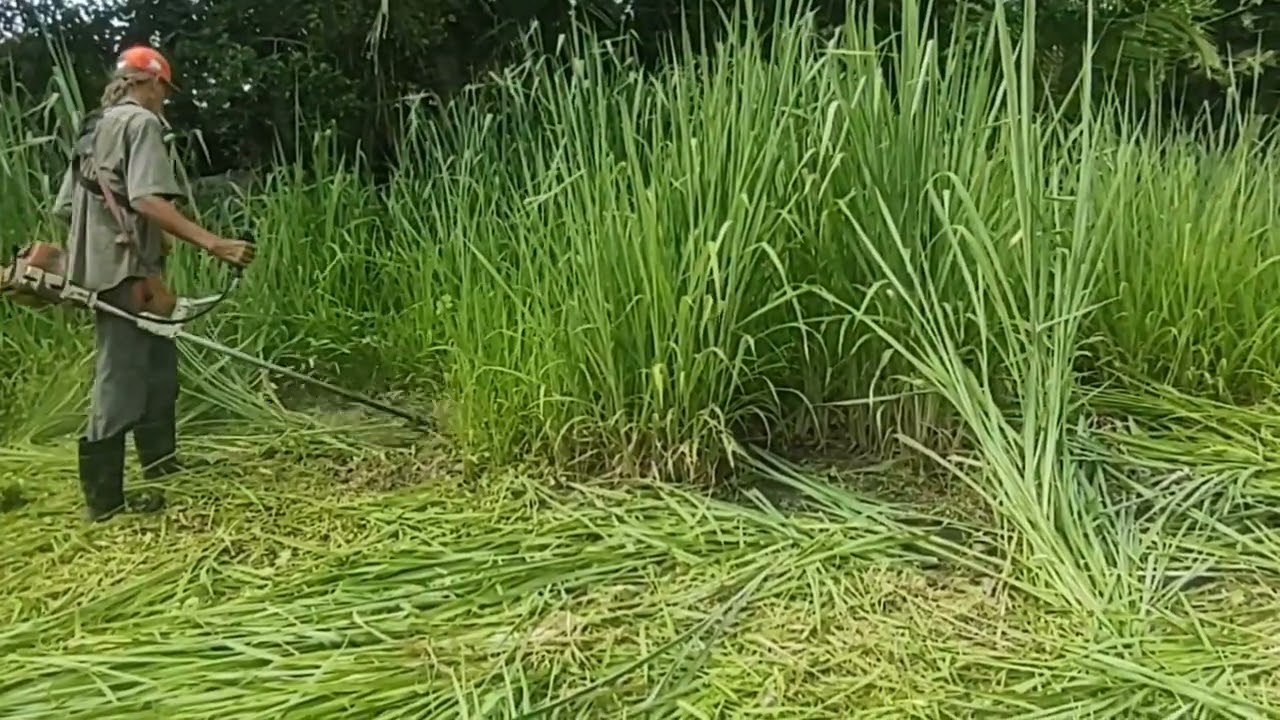 Limpeza de quintal/sitio/ alegria 😁