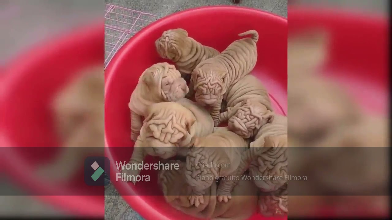 Adestramento-de-Animaizinho- Fofinhos (C&Atilde;ES-E-GATINHOS)